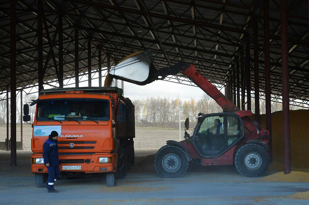 На АО «Приосколье-Агро Семена» в этом сезоне произвели около 20 тысяч тонн семян.