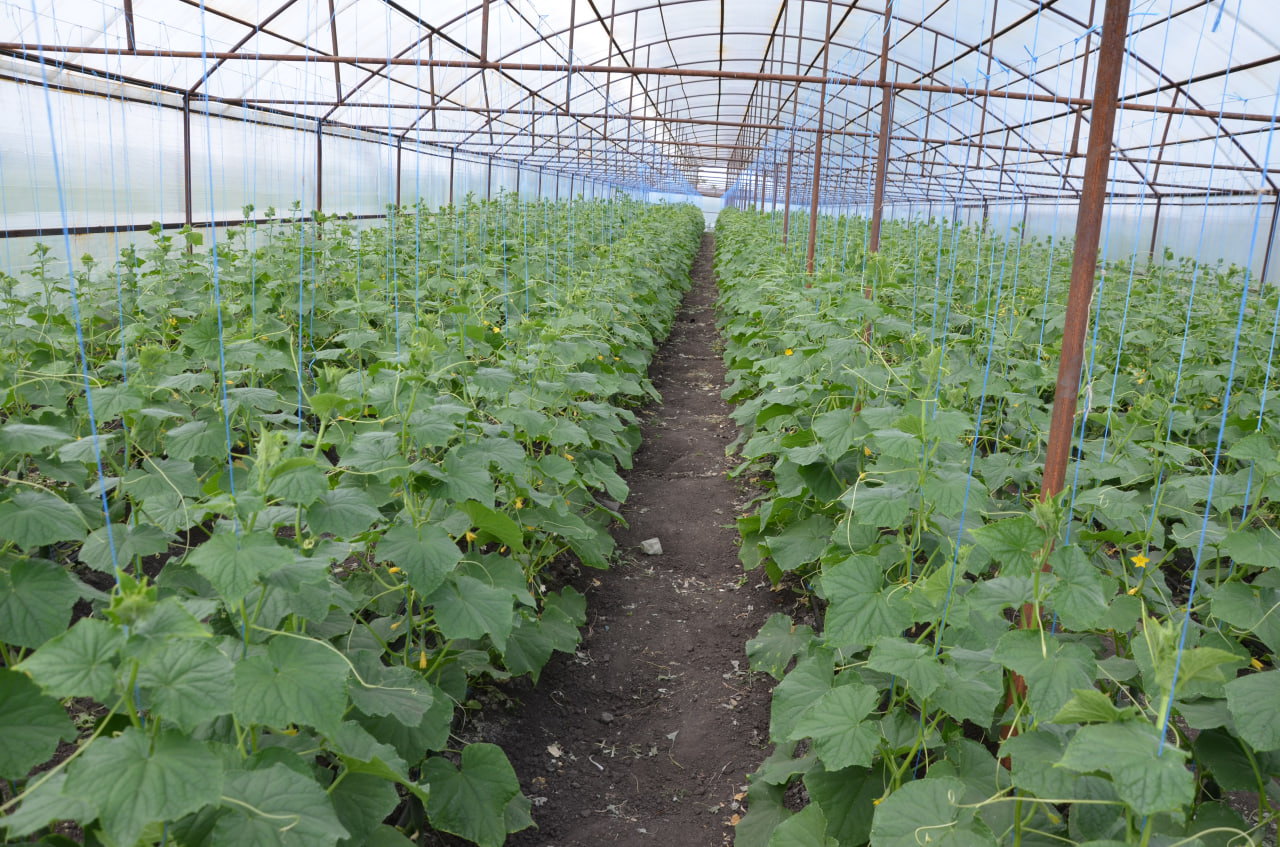 В этом году фермер из хутора Вязовской планирует вырастить до 40 тонн овощей..