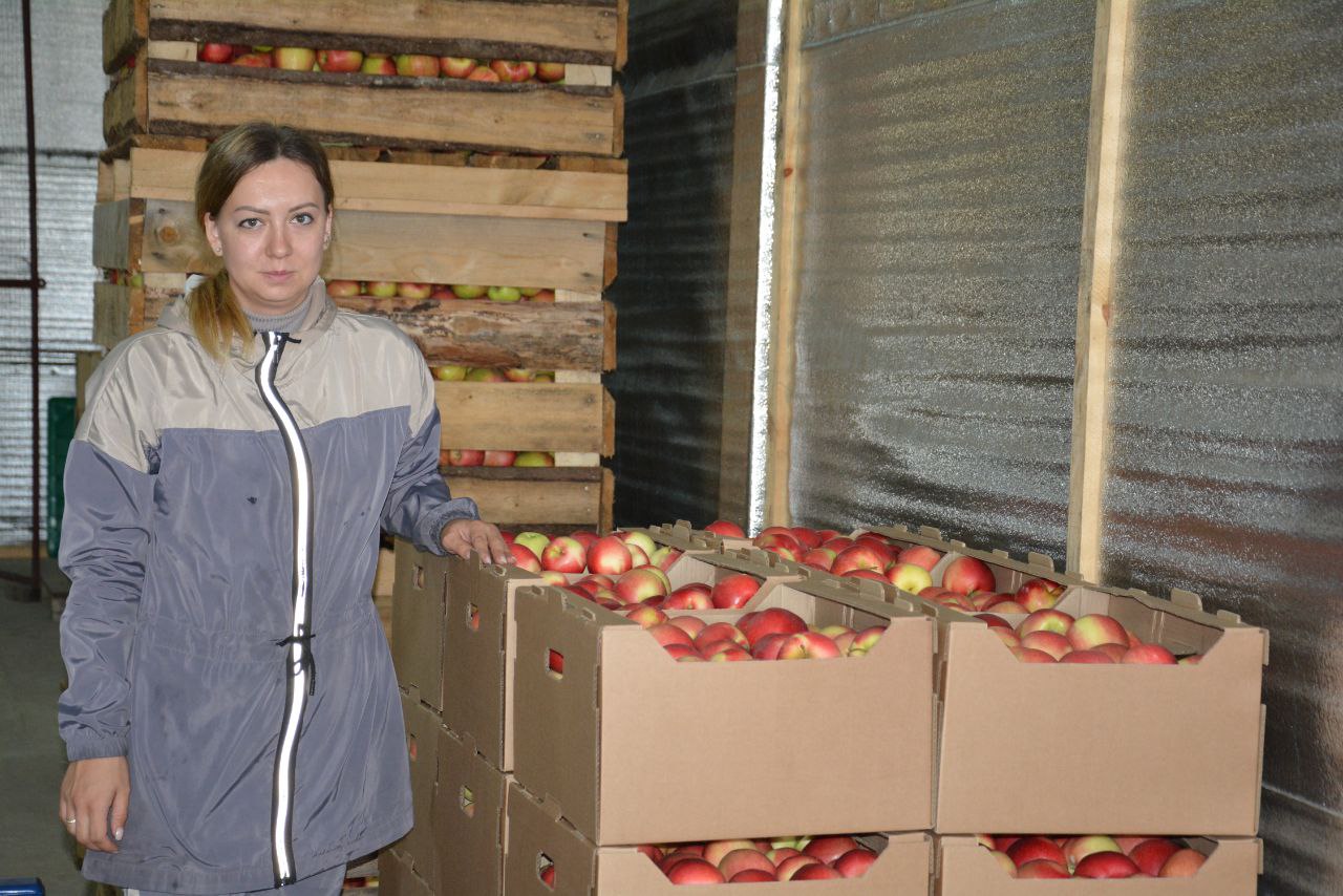 В этом сезоне в  садоводческом хозяйстве  Анны Неброй собрали более 340 тонн яблок.